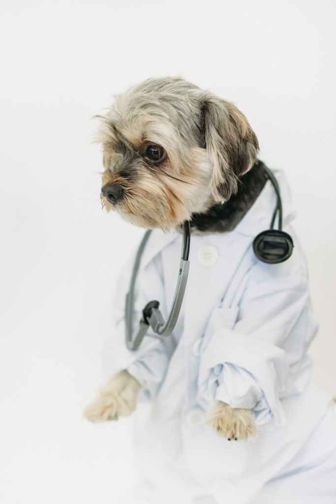 Curso Gratis Veterinaria Doméstica: Tema 3 «Importancia de la salud preventiva en las mascotas».